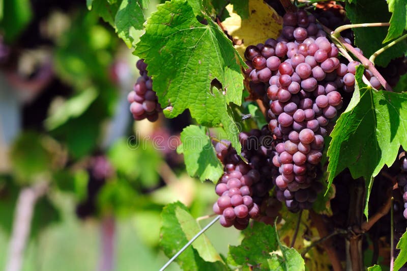 Rose De Raisin Photos libres de droits Image 6409688