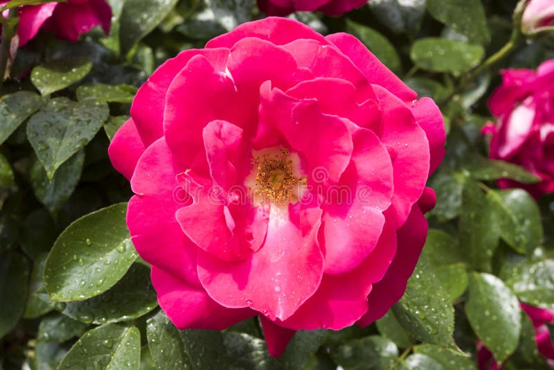 Rose de rose après pluie dans le jardin photo stock Rose de rose après pluie dans le jardin photo stock