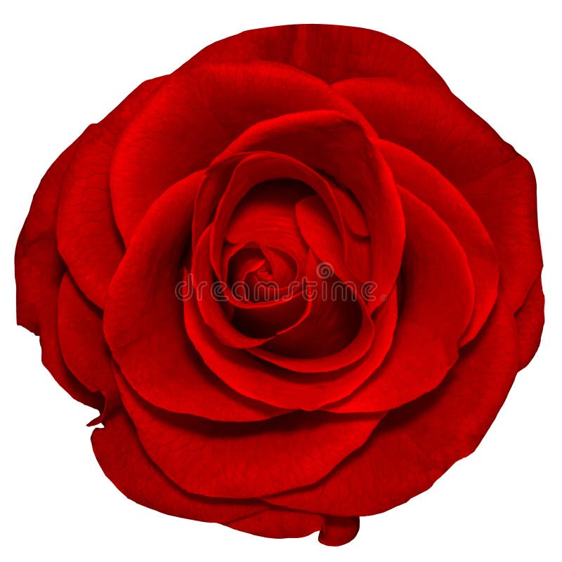 Rose de rouge d'isolement sur le fond blanc images stock Rose de rouge d'isolement sur le fond blanc images stock