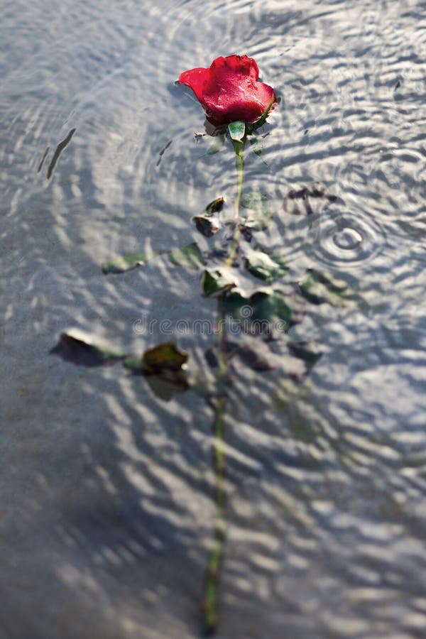 Rose de rouge dans l'eau images libres de droits Rose de rouge dans l'eau images libres de droits