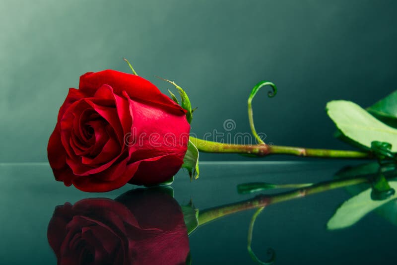 Rose de rouge sur le verre photos stock Rose de rouge sur le verre photos stock