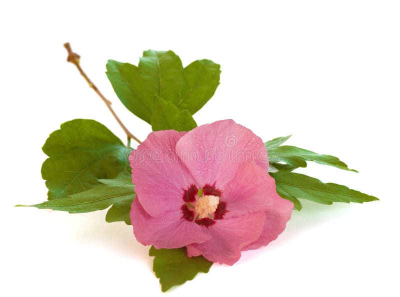 Rose de Sharon rose intelligente sur le fond blanc images libres de droits Rose de Sharon rose intelligente sur le fond blanc images libres de droits