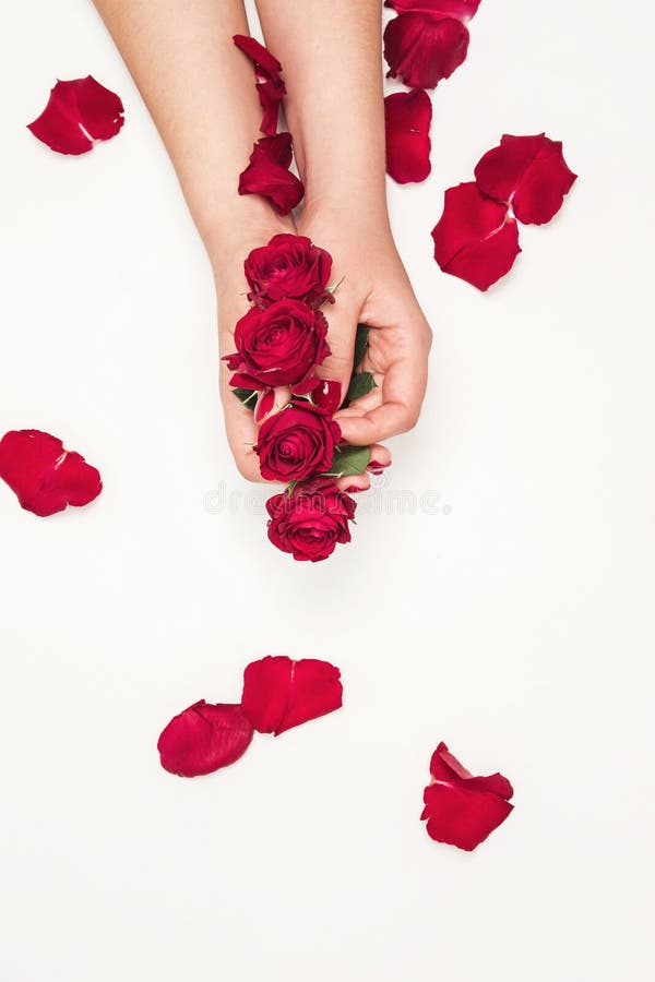 Flowers roses in hands of girl, top view, little red roses, red rose petals on white background fashion beauty. Flowers roses in hands of girl, top view, little red roses, red rose petals on white background fashion beauty