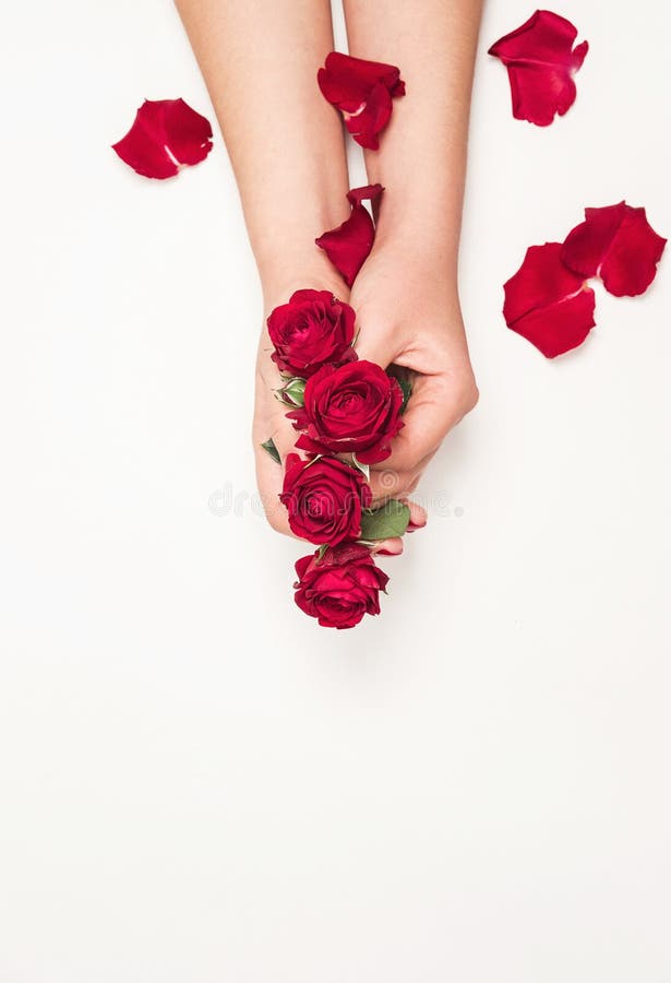 Flowers roses in hands of girl, top view, little red roses, red rose petals on white background fashion beauty. Flowers roses in hands of girl, top view, little red roses, red rose petals on white background fashion beauty