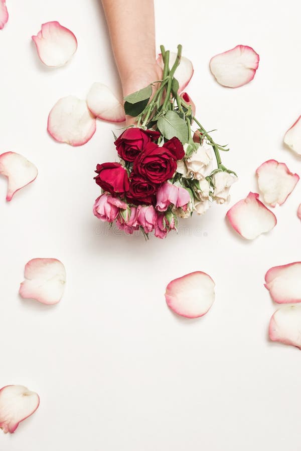 Flowers roses in hands of girl, top view, little white pink red roses, white rose petals white background fashion beauty. Flowers roses in hands of girl, top view, little white pink red roses, white rose petals white background fashion beauty