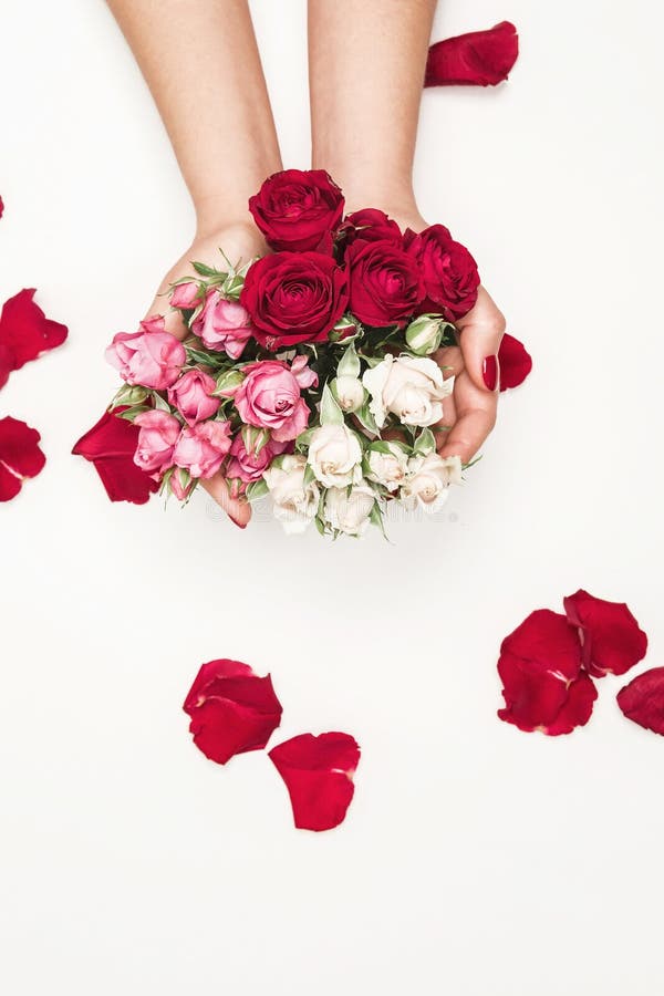 Flowers roses in hands of girl, top view, little white pink red roses, red rose petals, white background fashion beauty. Flowers roses in hands of girl, top view, little white pink red roses, red rose petals, white background fashion beauty