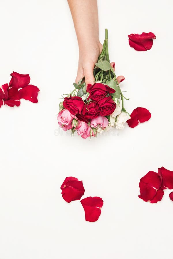 Flowers roses in hands of girl, top view, little white pink red roses, red rose petals, white background fashion beauty. Flowers roses in hands of girl, top view, little white pink red roses, red rose petals, white background fashion beauty
