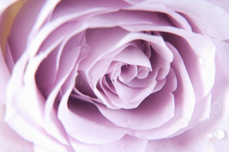 Beautiful tender pastel shade roses - Shallow depth of field. Beautiful tender pastel shade roses - Shallow depth of field