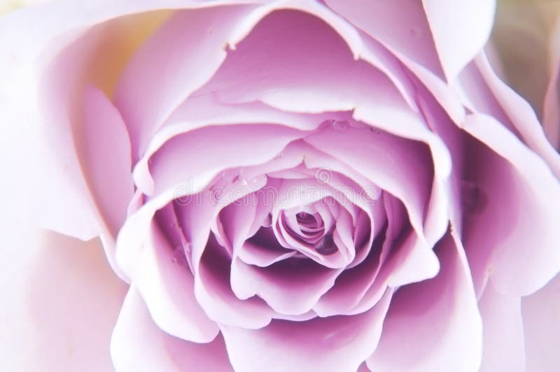 Shot of beautiful tender pastel shade roses. Shot of beautiful tender pastel shade roses