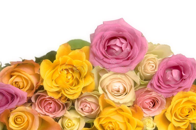 Beautiful pastel pale pink and yellow roses. Beautiful pastel pale pink and yellow roses
