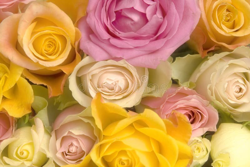 Beautiful pastel pale pink and yellow roses. Beautiful pastel pale pink and yellow roses