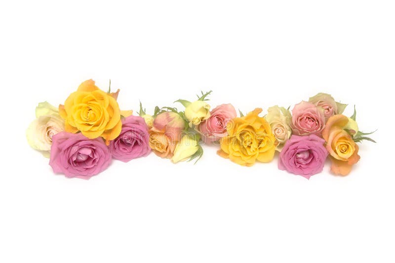 Beautiful pastel pale pink and yellow roses. Beautiful pastel pale pink and yellow roses