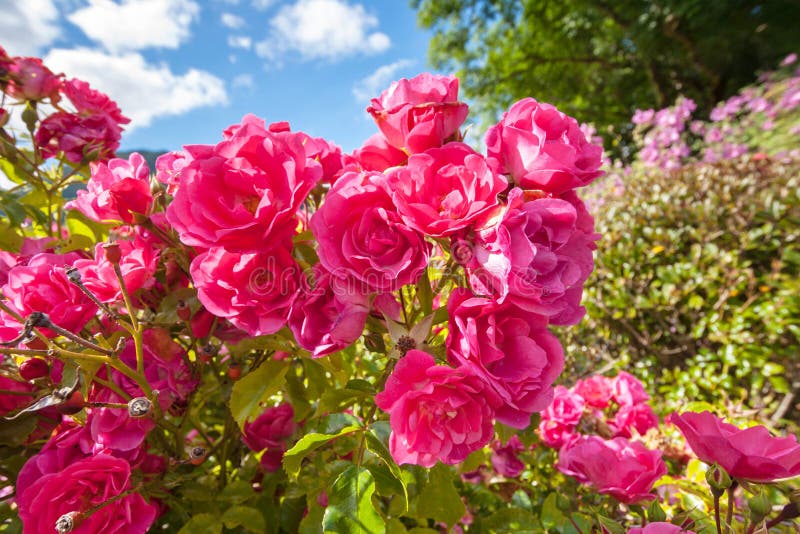 Rose dentellare nel giardino fotografie stock libere da diritti Rose dentellare nel giardino fotografie stock libere da diritti