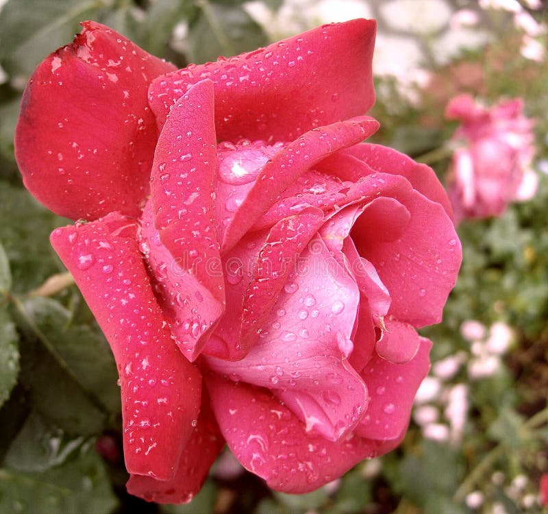 Rose Dew Stock Photo Image Of Pink Drops Roses Garden 86782530