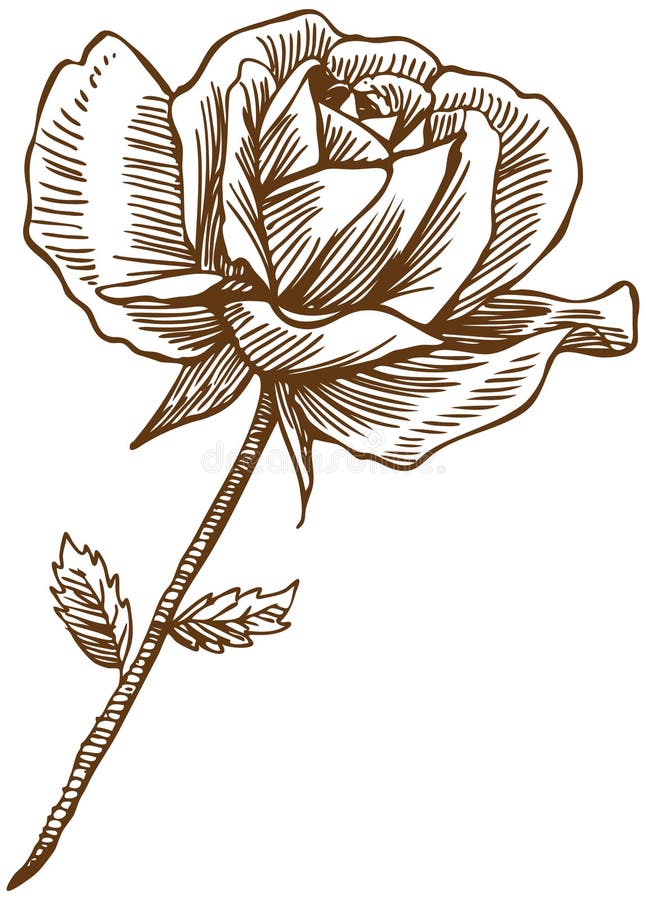 Rosa dibujada a mano libre illustration