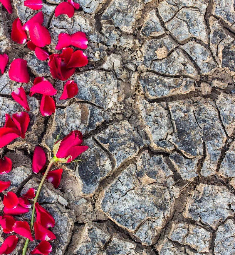 Rose on dry ground stock photo. Image of flowers, scent 65668522