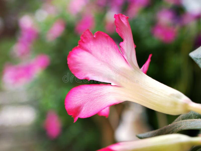 Rose du désert avec des gouttes d'eau adenium obesum tuba plantes dans le jardin couleur douce macro image belle floraison photo stock
