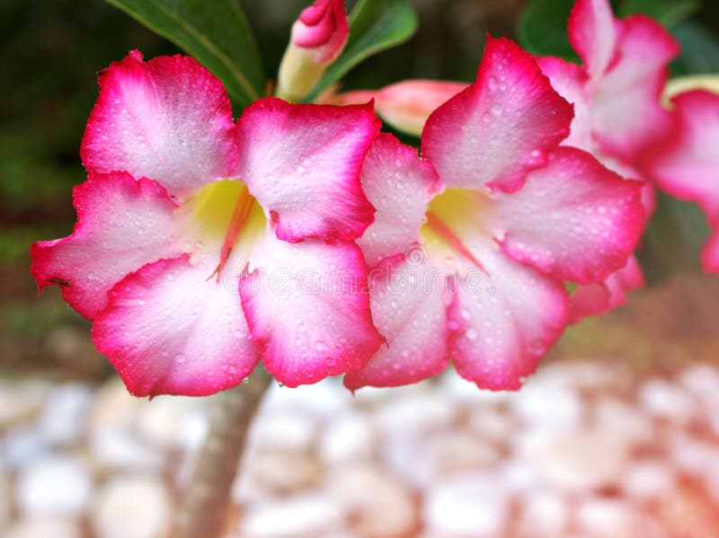 Rose du désert avec des gouttes d'eau adenium obesum tuba plantes dans le jardin couleur douce macro image belle floraison photographie stock