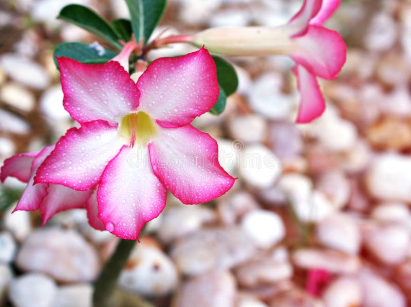 Rose du désert avec des gouttes d'eau adenium obesum tuba plantes dans le jardin couleur douce macro image belle floraison photo libre de droits