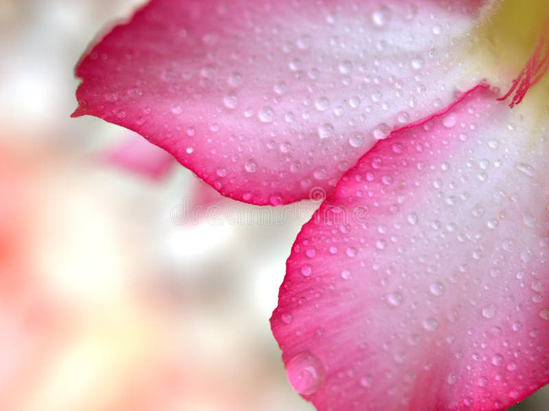 Rose du désert avec des gouttes d'eau adenium obesum tuba plantes dans le jardin couleur douce macro image belle floraison photo stock