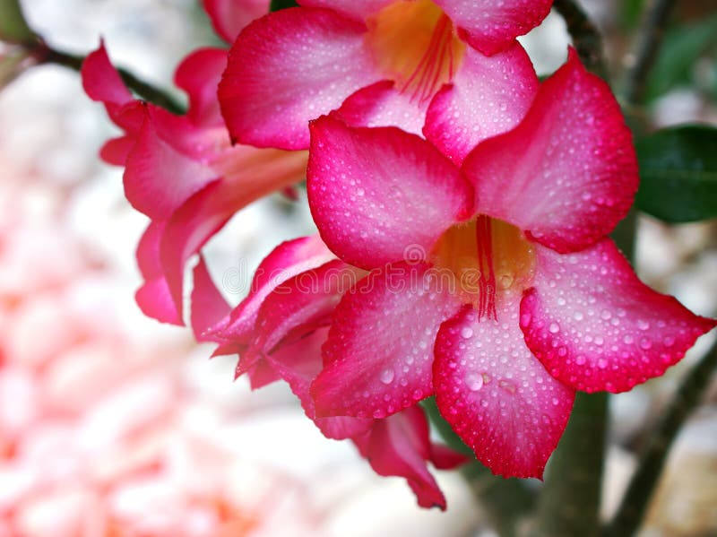Rose du désert avec des gouttes d'eau adenium obesum tuba plantes dans le jardin couleur douce macro image belle floraison photographie stock