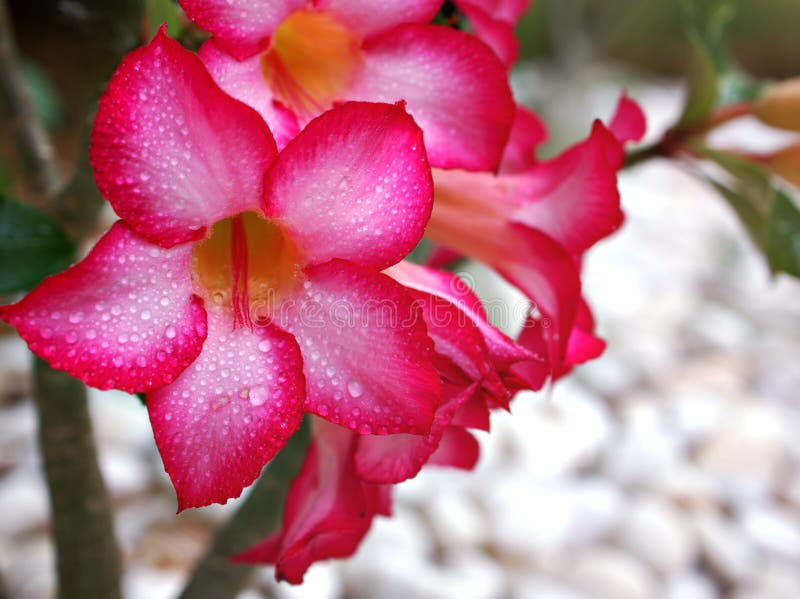 Rose du désert avec des gouttes d'eau adenium obesum tuba plantes dans le jardin couleur douce macro image belle floraison images libres de droits