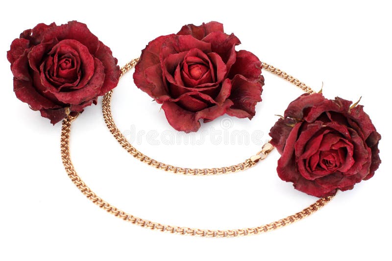 Rose e catena secche dell'oro su un fondo bianco fotografie stock libere da diritti Rose e catena secche dell'oro su un fondo bianco fotografie stock libere da diritti