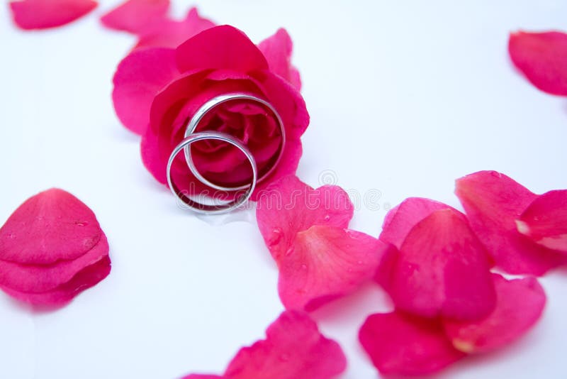 Rose ed anelli immagine stock libera da diritti Rose ed anelli immagine stock libera da diritti