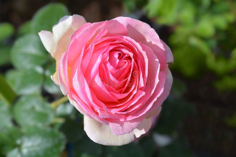 Rose Eden. Pink flower - Latin name - Rosa Eden stock photos