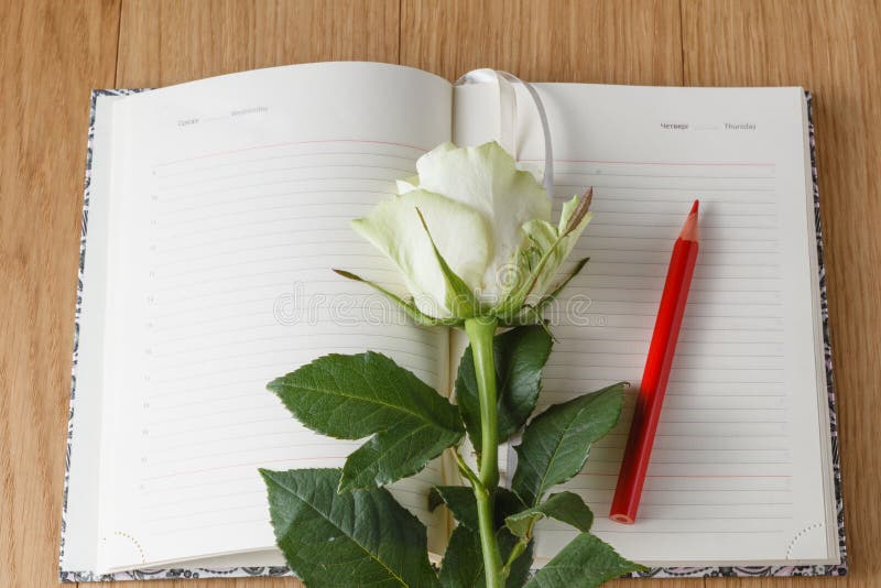 Rose and empty notebook page on wood background. Object, blank.