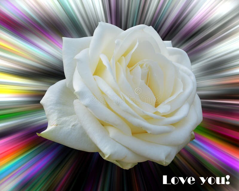 Rose en fondo colorido Imagen del amor foto de archivo Rose en fondo colorido Imagen del amor foto de archivo