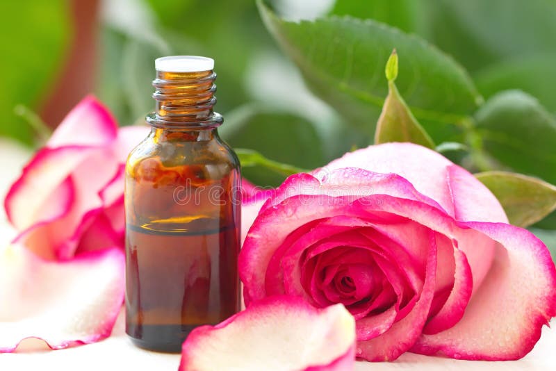 Rose essential aroma oil stock image. Image of organic 68057155