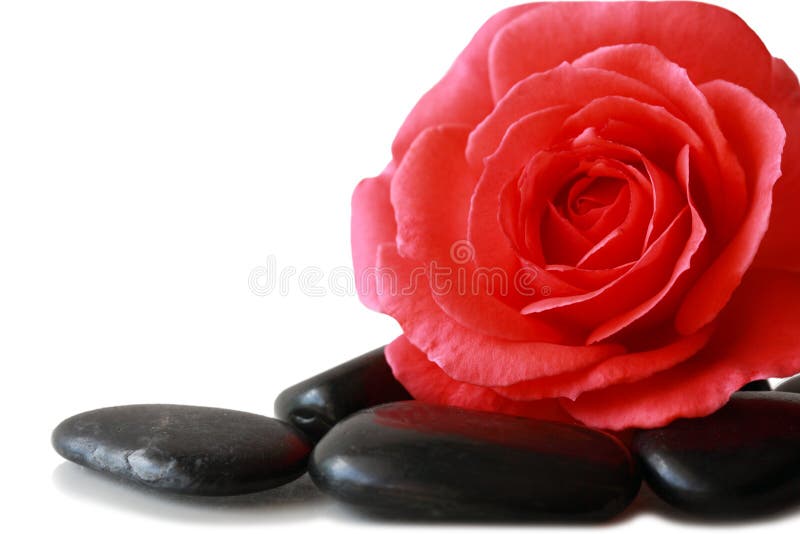 Rose et caillou photo stock. Image du serein, paisible 10533442