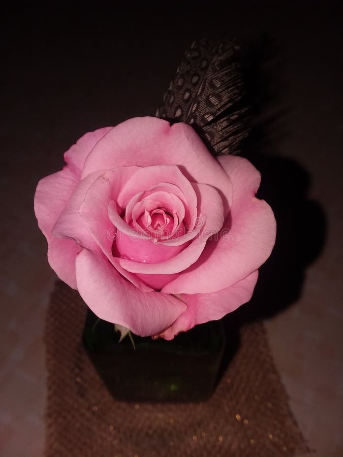 Rose Avec La Plume Sur Le Livre Et Le Violon Image stock Image du