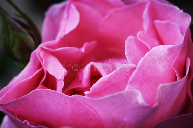 Rose rose et rêve image stock Rose rose et rêve image stock