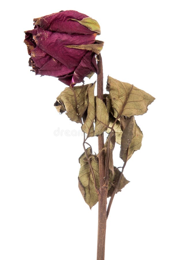 Combien de photos et images de rose fanée y a-t-il