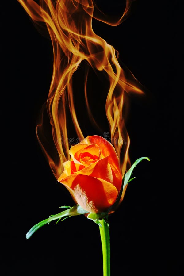 Rose on fire