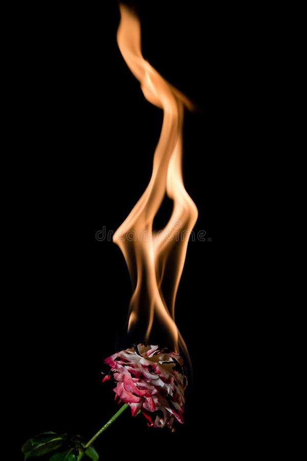 Rose on fire stock photo. Image of yellow, green, feeling 76010282