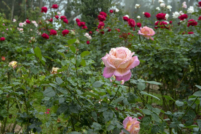 Rose florece - flor llena rosada con las gotitas de agua fotografía de archivo Rose florece - flor llena rosada con las gotitas de agua fotografía de archivo
