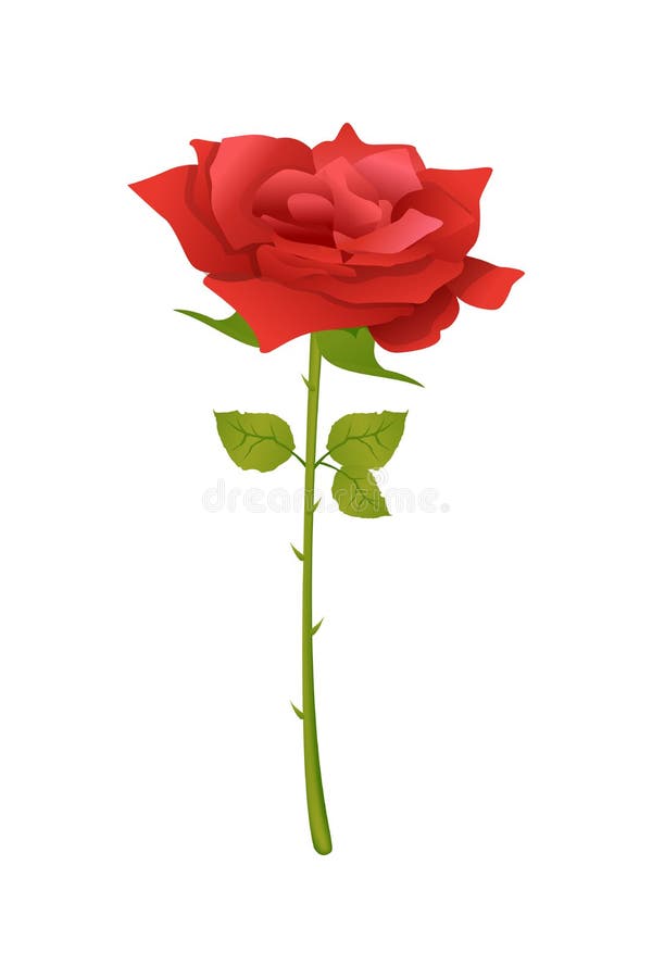 Rose flower vector illustration