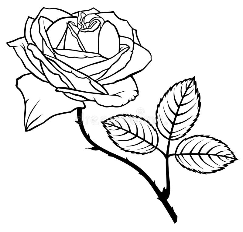 Rose Flower royalty-vrije illustratie Rose Flower royalty-vrije illustratie