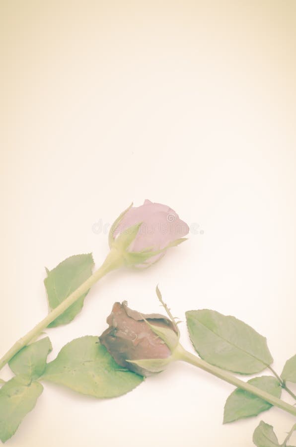 Download Rose Flower image stock. Image du nature, rose, célébration - 56475165
