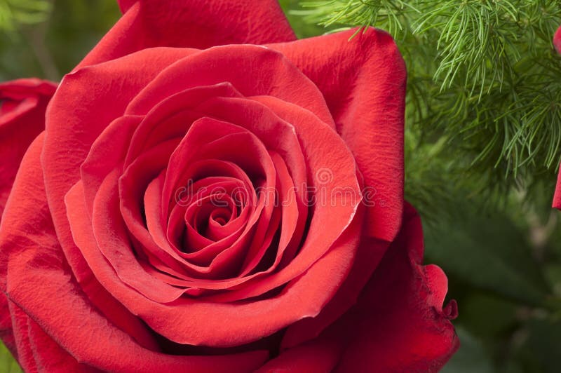 Rose Flower stock afbeeldingen