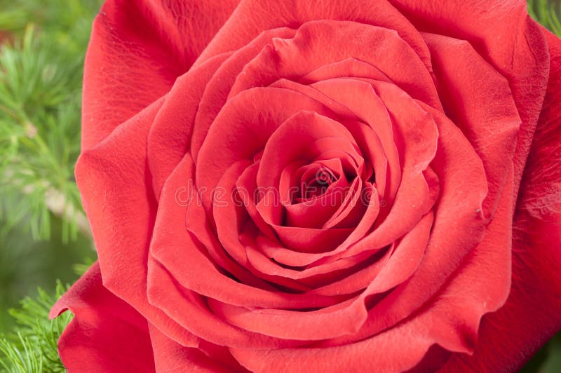 Rose Flower royalty-vrije stock foto's