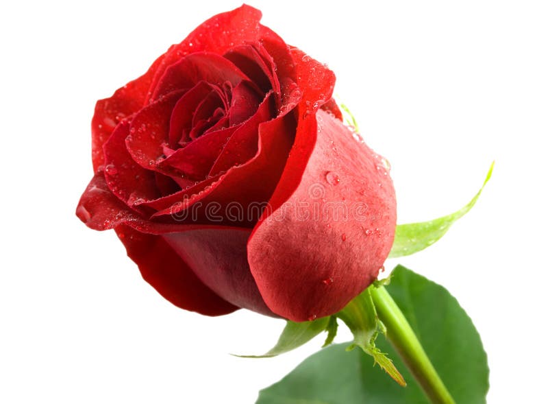 Rose flower royalty free stock photo Rose flower royalty free stock photo