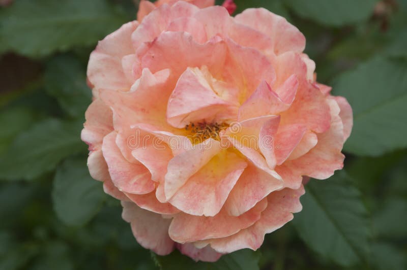 Rose Flower stock afbeeldingen