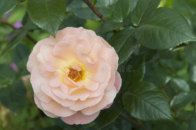 Rose Flower royalty-vrije stock foto's