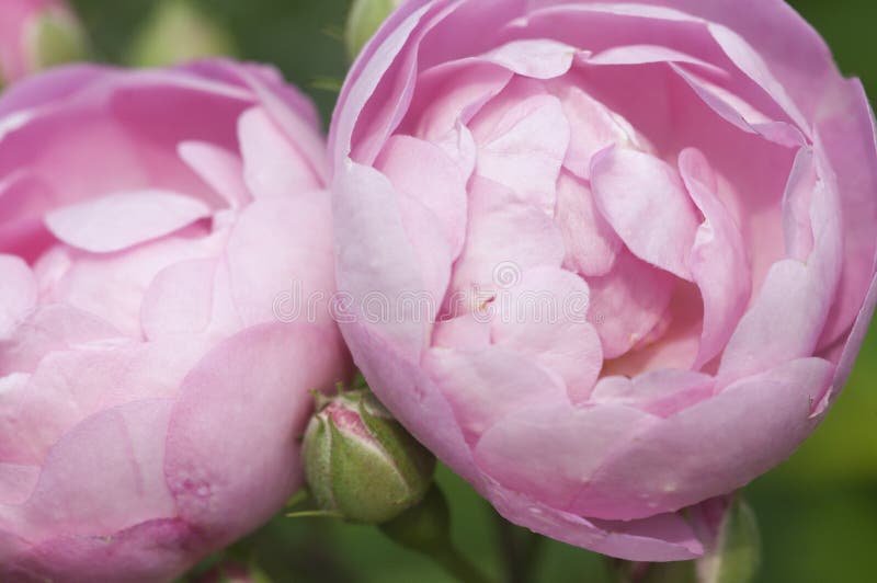 Rose Flower royalty-vrije stock foto