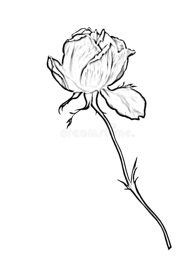 Rose Flower Art Drawing Black and White Stock Illustration