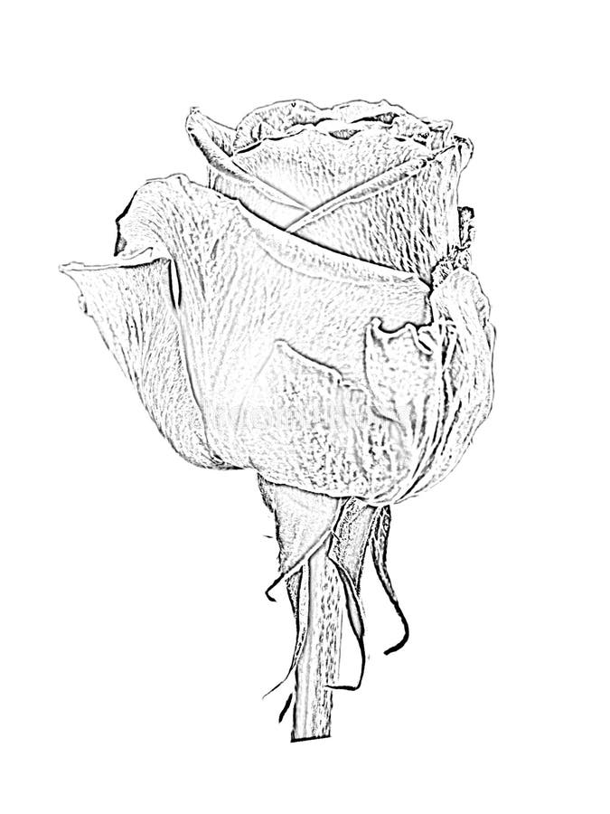 Rose Flower Art Drawing Black and White Stock Illustration